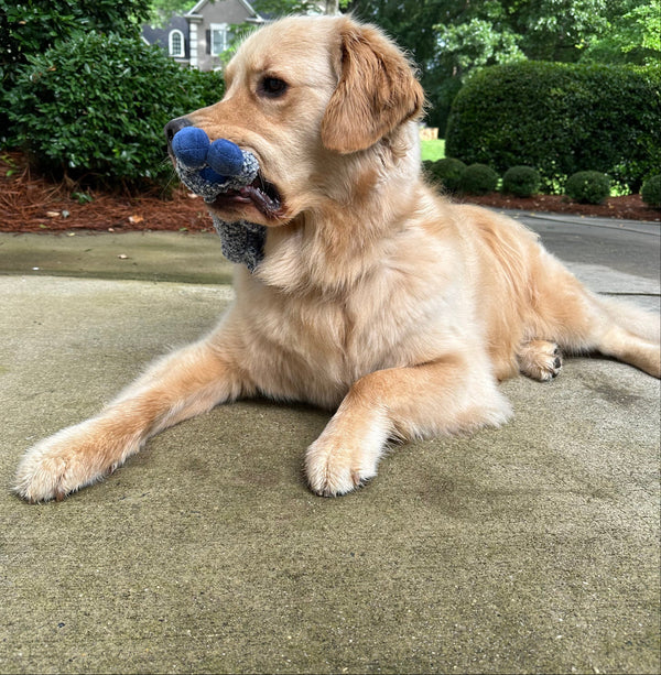 Golden retriever lying on driveway holding blue toy